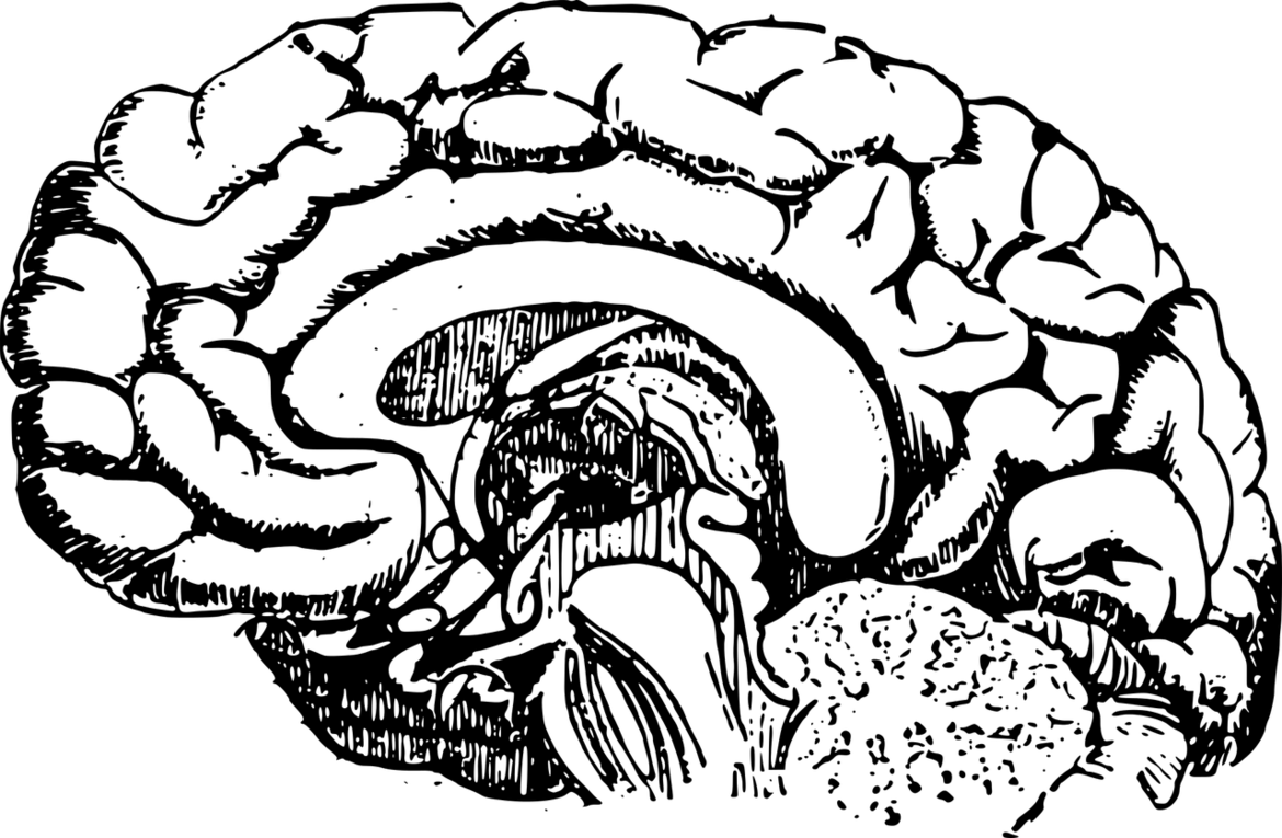 Cervello Cervello