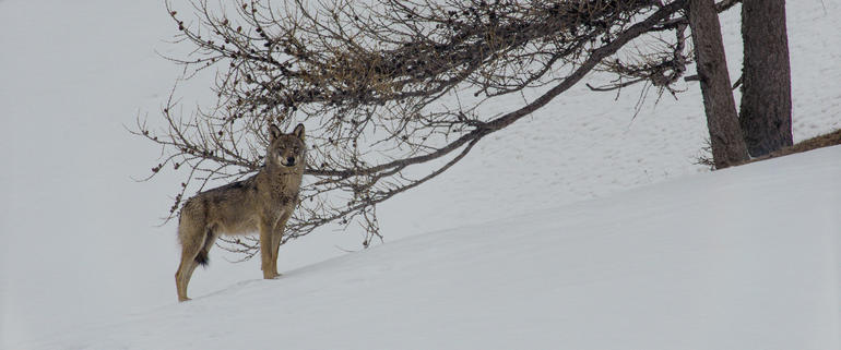 La vallée des loups - Jean-Michel Bertrand