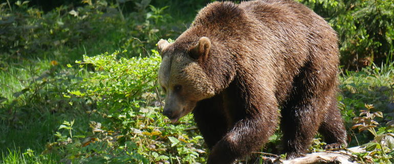 L'orso bruno delle Alpi - Enrico Costanzo